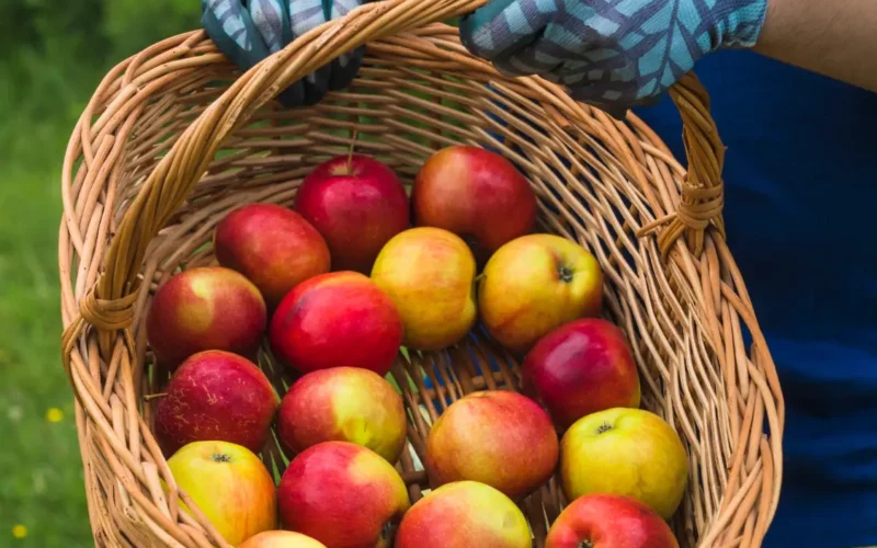 kosz jabłek